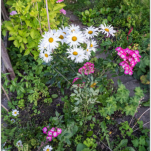 349 Margerite, Rose Mozart und Hortensie