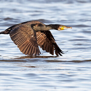 D50_8416_Kormoran im Anflug IA_6_2020.jpg