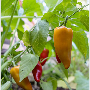 357 Paprika im Gewächshaus