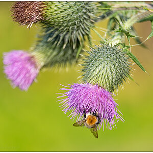 359 Hummel an Distel