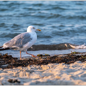361 Strandspaziergang :-)