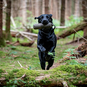 Dummytraining im Wald