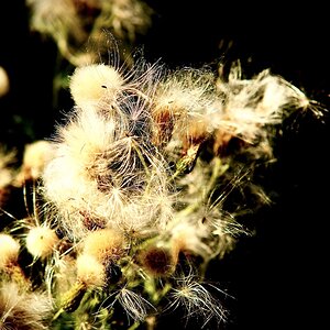 DSC_1185.jpeg