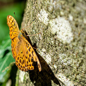 HAR_6868.jpg