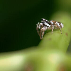 Springspinne.jpg