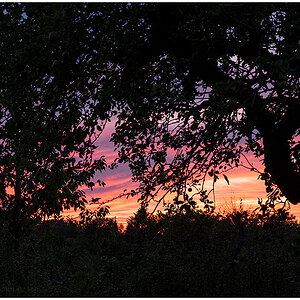 383 Sonnenuntergang hinterm Apfelbaum