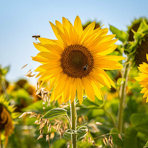 Sonnenblume mit Biene