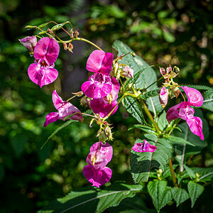 Wildblume im Wald