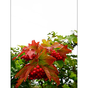 SasaDSC_0817.jpg