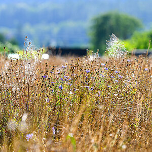 FX8_7932-1.jpg