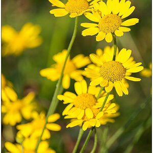 386 Gelbe Blüten in Abendsonne