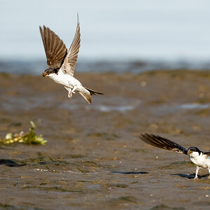 D50_2210 _Abflug mit Nestmaterial IA_7_2020.jpg