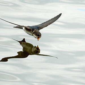 D50_0777_Spiegelung mit offenem Schnabel_IA_7_2020.jpg