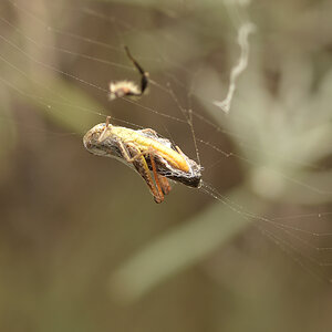NF_DSC_7233.jpg