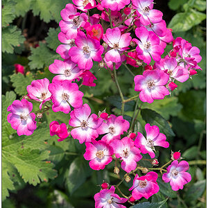 388 Rose Mozart