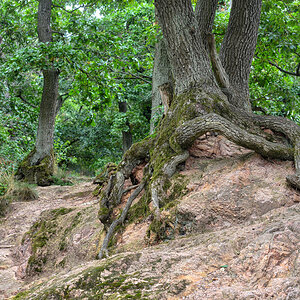 baum_verwurzelt.jpg