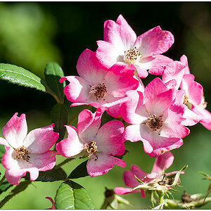 394 Mozart-Rose I