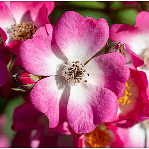 395 Mozart-Rose II