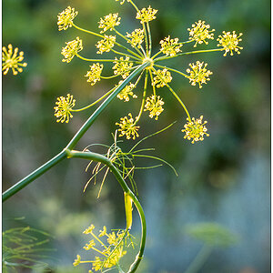 396 Dill oder Fenchel I