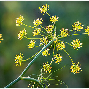 397 Dill oder Fenchel II
