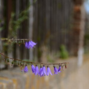 DSC_7286_00001_03n.jpg