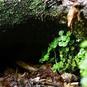 DSC_1125_00001_02n.jpg