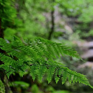 DSC_1178_00001n.jpg