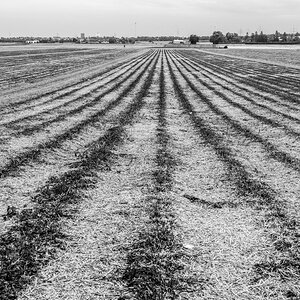 Feld