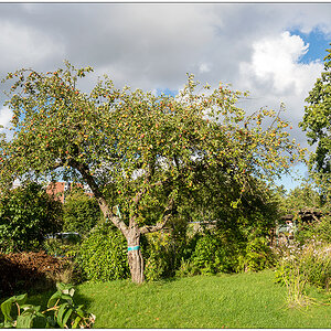 405 Apfelbaum mit Sonne und Wolken