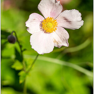 410 Anemone