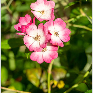 411 Blühende Rose Mozart