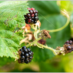 414 Letzte Brombeeren