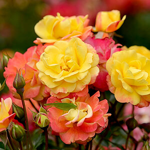 rosen_grashüpfter_1200.jpg