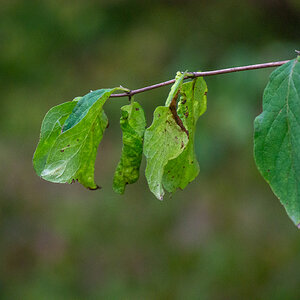 schlaff