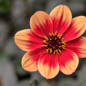 dahlia coccinea_1200.jpg
