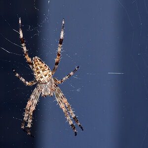 kreuzspinne_1200.jpg