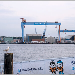 431 Kieler Förde mit Möwe