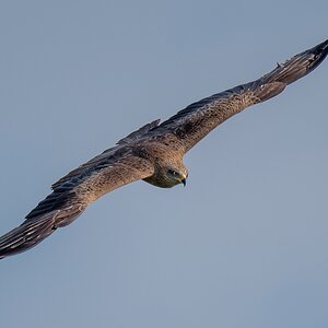 D50_1900_Bussrd Schrägflug IA_5_2019.jpg