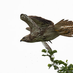D50_7158Bussard im AbflugIIA_6_2020.jpg