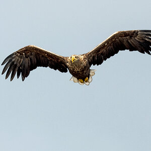 D50_3174_Seeadler kommt fast frontalIA9_2020.jpg