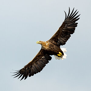 D50_3177_Adler_Peking IIA_9_2020.jpg