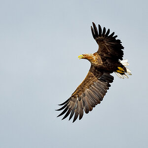 D50_3180_Seeadler_Elbe bei Lühe IA _ Wisch_9_2020.jpg