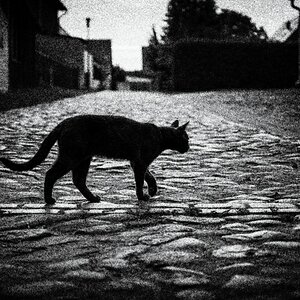 Katze