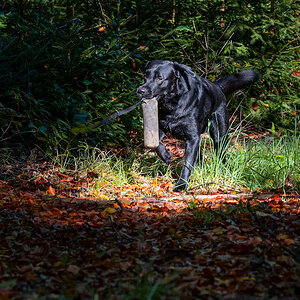 Dummy-Apport im Herbstlaub