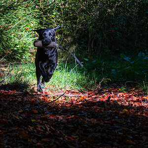 Dummy-Apport im Herbstlaub