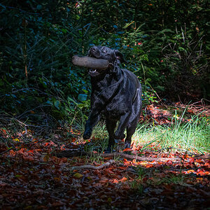 Dummy-Apport im Herbstlaub
