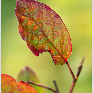 453 Blaubeerstrauch im Herbst