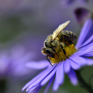 biene_herbst_aster_1200.jpg