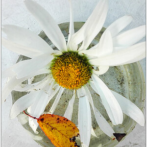 460 Margeritenblüte im Glas
