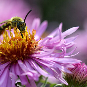 biene_aster_1201.jpg